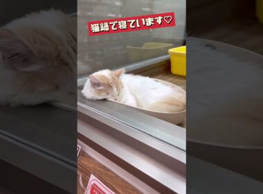 【ラガマフィン】猫鍋で気持ち良さそうに寝るラガマフィンくん