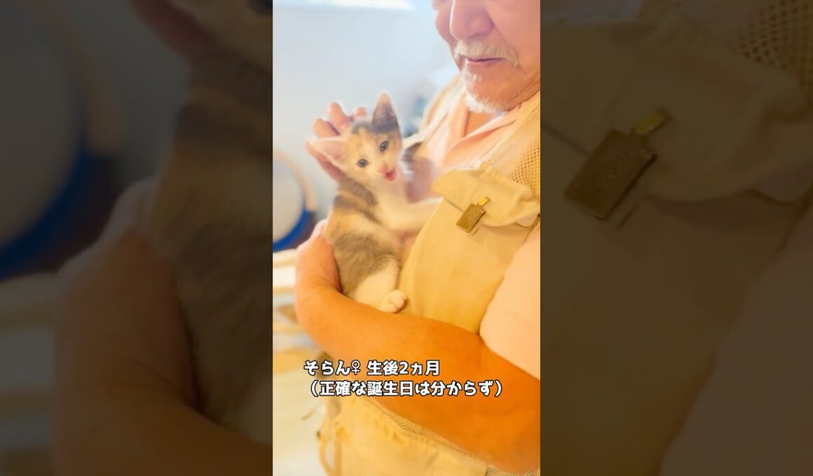 保護子猫ぴよ&そらん92 (伯父回)#保護猫 #猫 #cat #kitten #子猫 #白猫