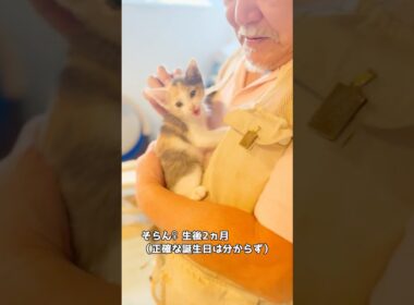 保護子猫ぴよ&そらん92 (伯父回)#保護猫 #猫 #cat #kitten #子猫 #白猫