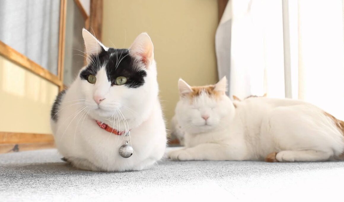 ちびの香箱座り