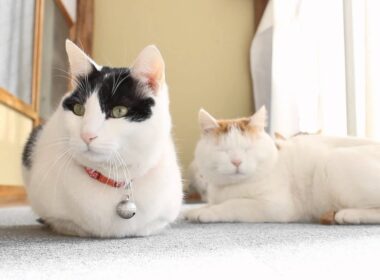 ちびの香箱座り