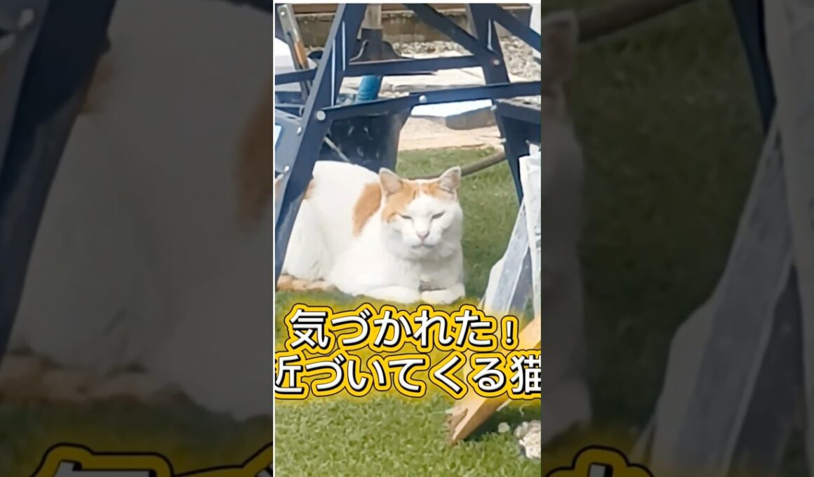 【気づかれた！近づいてくる猫】#ねこ #多頭飼い #保護猫 #元野良猫 #shorts