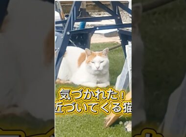【気づかれた！近づいてくる猫】#ねこ #多頭飼い #保護猫 #元野良猫 #shorts
