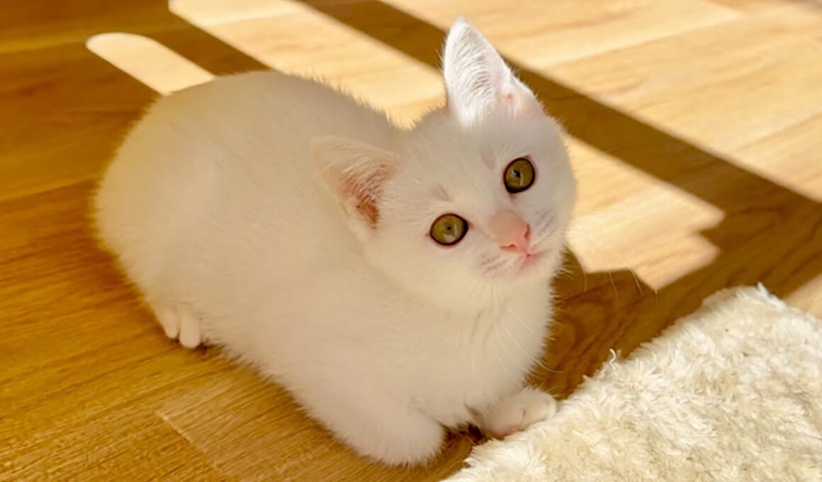 【LIVE】子猫について語ります