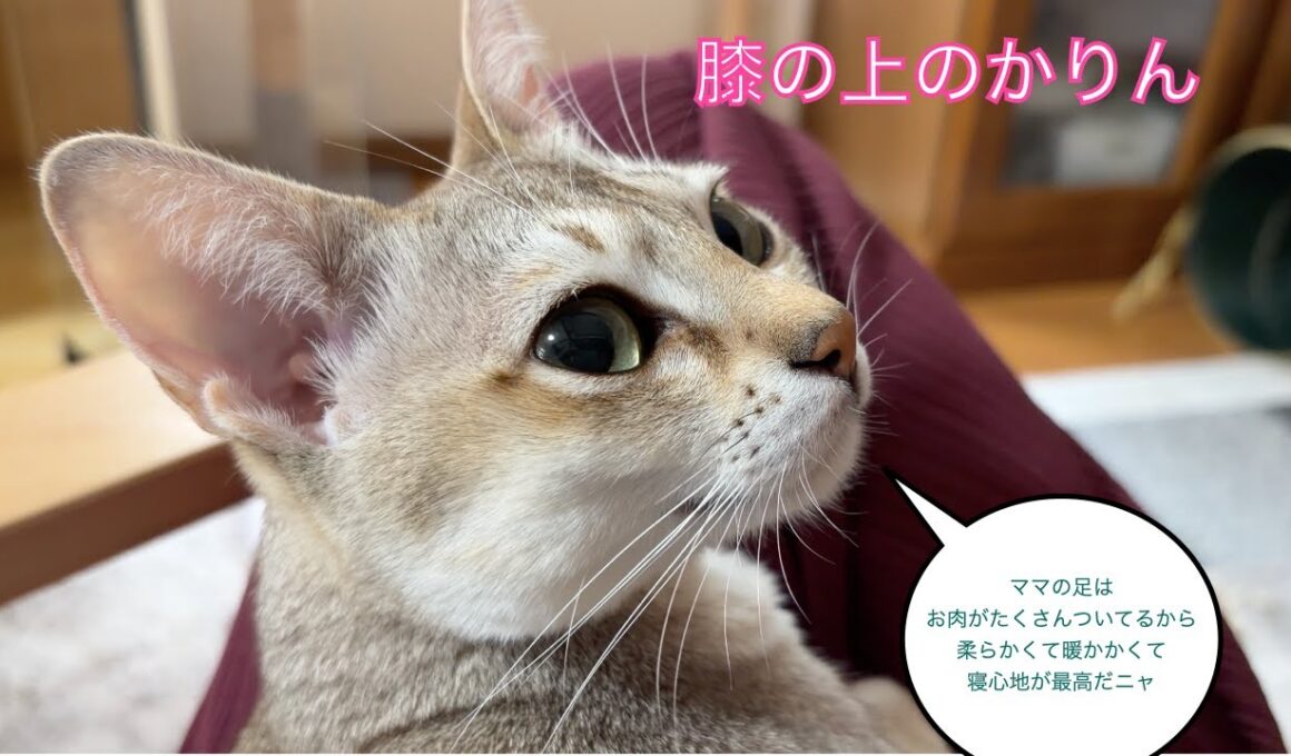 【シンガプーラ】膝の上のかりん　＃猫
