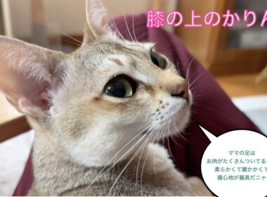 【シンガプーラ】膝の上のかりん　＃猫
