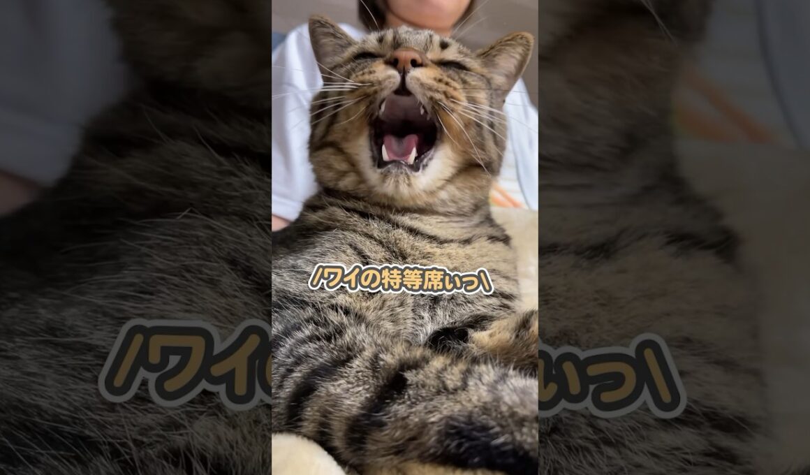 「ワイの特等席なのぉっ」と、大好きなママの側にピッタリくっついて離れない猫