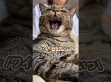 「ワイの特等席なのぉっ」と、大好きなママの側にピッタリくっついて離れない猫