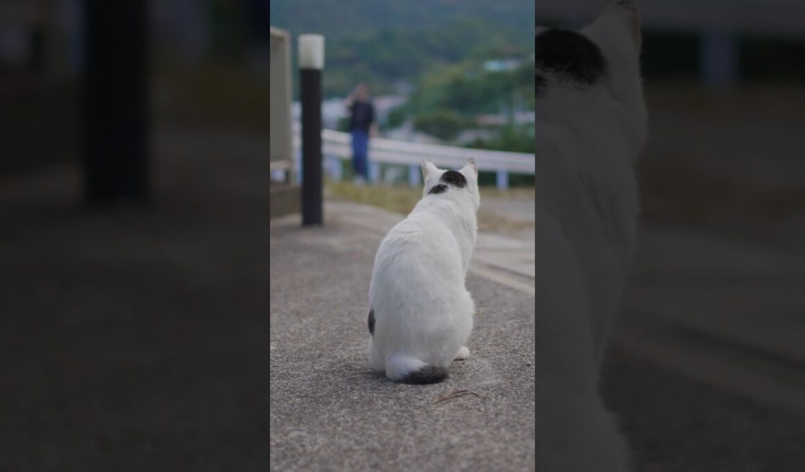 あたちについて来てね～！オチリが丸見えだよ！#熱海 #ジャパニーズボブテイル#散歩 #伊豆 #猫のいる暮らし #保護猫 #野良猫