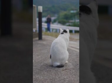 あたちについて来てね～！オチリが丸見えだよ！#熱海 #ジャパニーズボブテイル#散歩 #伊豆 #猫のいる暮らし #保護猫 #野良猫