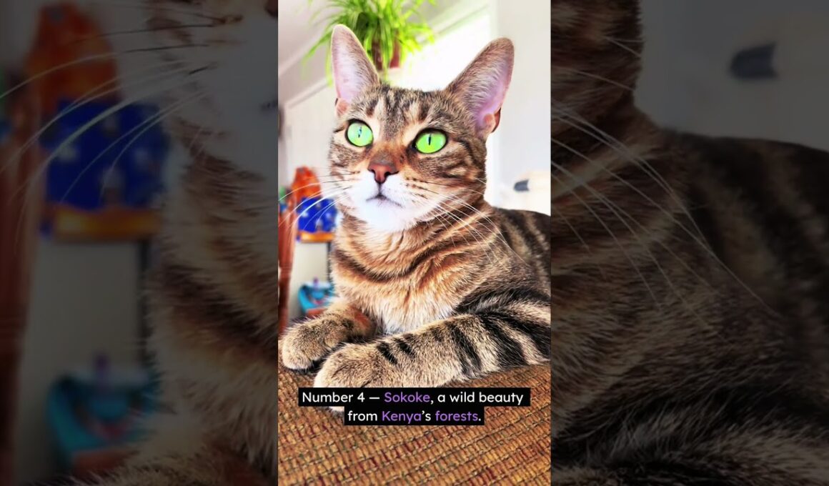 “The 5 Rarest Cats You’ll EVER See 😻💎 #3 Doesn’t Even Look Real”