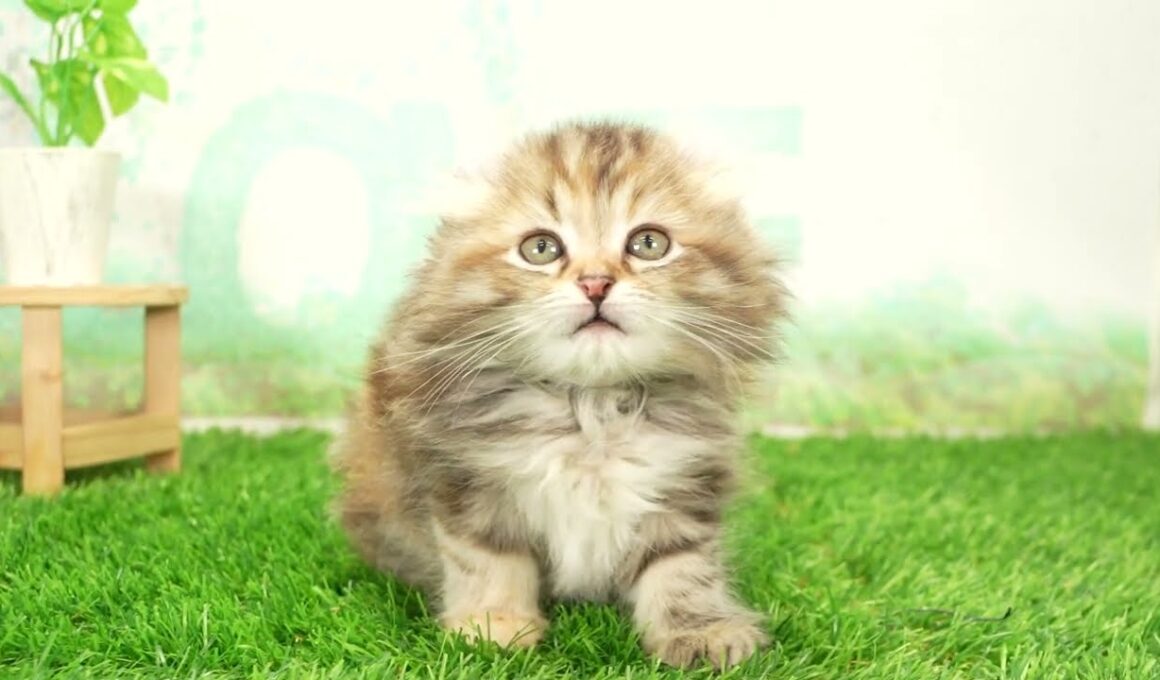 ペットショップcoo&riku No.00735595 アメリカンカール