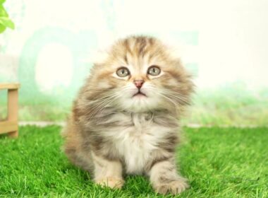 ペットショップcoo&riku No.00735595 アメリカンカール