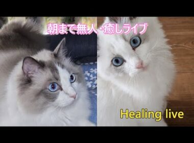 無人癒しライブNo.54#mew#kitten#video#cute【ループ】#cat#癒し