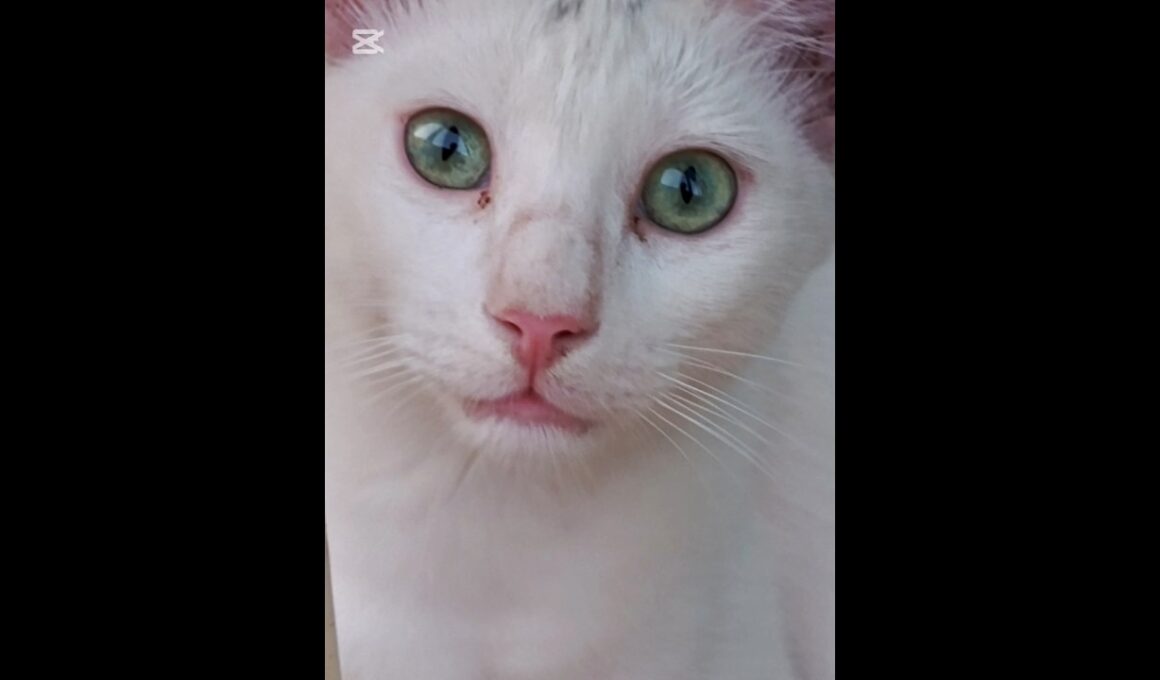 What my cats are doing#youtubeshorts #cat #cuteanimal