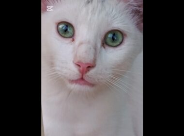 What my cats are doing#youtubeshorts #cat #cuteanimal