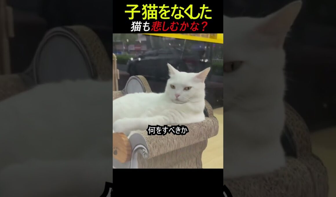 子猫を失った猫