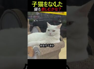 子猫を失った猫
