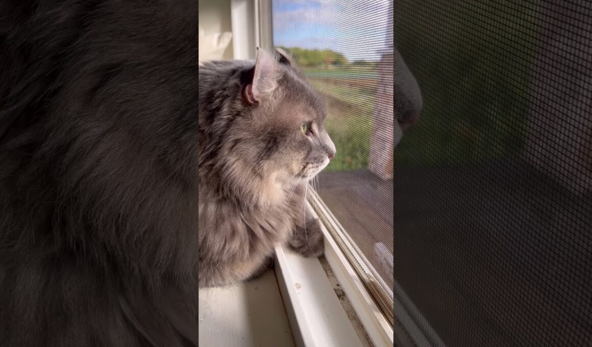 ニャンコ街道 #ねこ動画 #アメリカンカール #カールくん