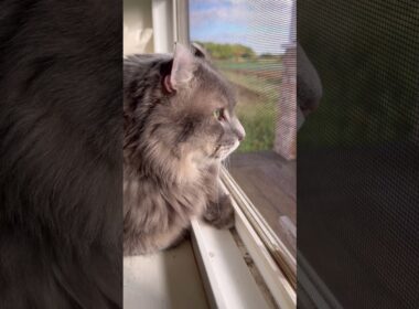 ニャンコ街道 #ねこ動画 #アメリカンカール #カールくん