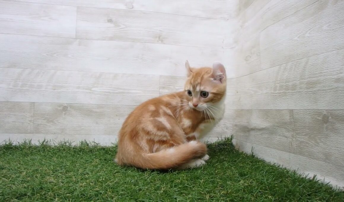 Coo&RIKU　No.00735579 アメリカンカール