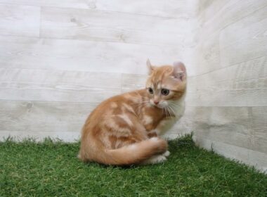 Coo&RIKU　No.00735579 アメリカンカール