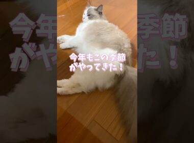 今年もこの季節がやってきた！ #猫 #cat #ラグドール #ragdolls #猫のいる暮らし #猫好きさんと繋がりたい #shorts