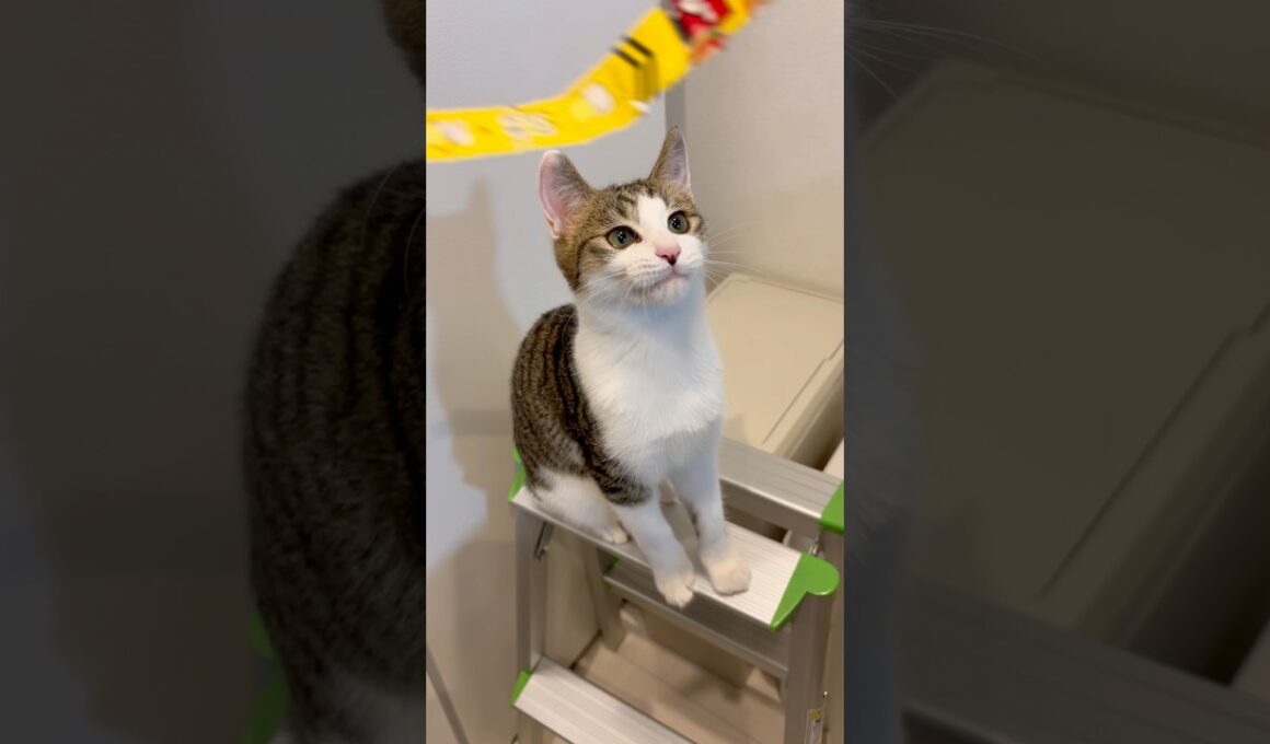 この切れ端、猫って好きだよね #子猫 #子猫の成長動画 #子猫の成長記録