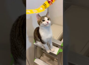 この切れ端、猫って好きだよね #子猫 #子猫の成長動画 #子猫の成長記録