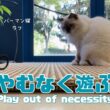バーマン猫ラフ【やむなく遊ぶ】Play out of necessity（バーマン猫）Birman/Cat