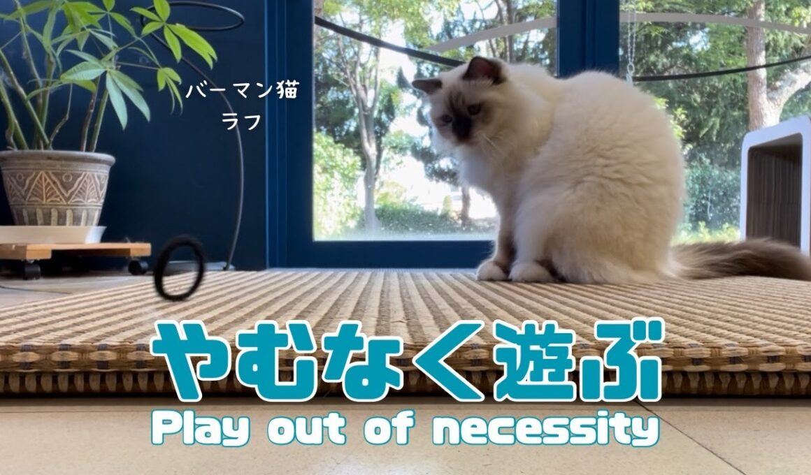 バーマン猫ラフ【やむなく遊ぶ】Play out of necessity（バーマン猫）Birman/Cat