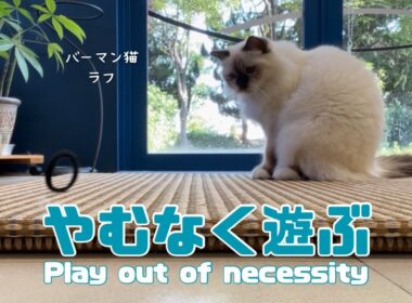 バーマン猫ラフ【やむなく遊ぶ】Play out of necessity（バーマン猫）Birman/Cat