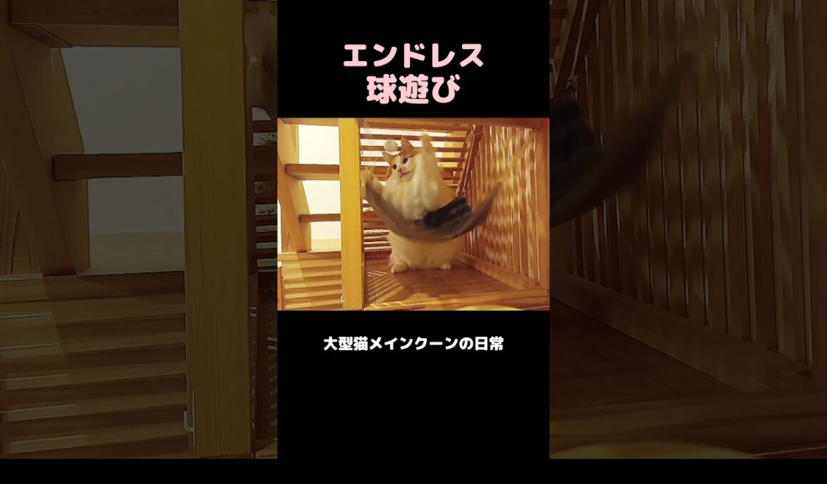 早送りじゃないよ #メインクーン #猫 #猫のいる暮らし #shorts #cat #mainecoon #catlover​  #catshorts​ #cute​ #cutecat​ #fyp​