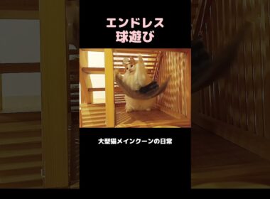 早送りじゃないよ #メインクーン #猫 #猫のいる暮らし #shorts #cat #mainecoon #catlover​  #catshorts​ #cute​ #cutecat​ #fyp​