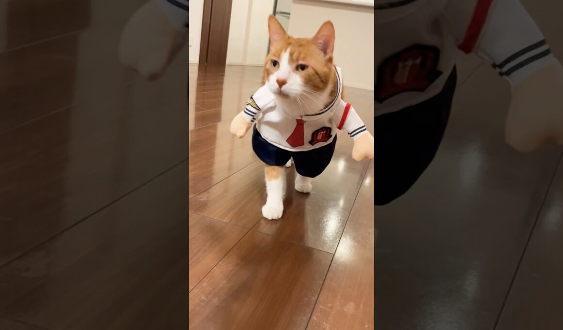 アンパンマンは猫舌って伝えなきゃ！ #shorts #猫 #茶トラ #cat #猫のいる暮らし#snowshoecat