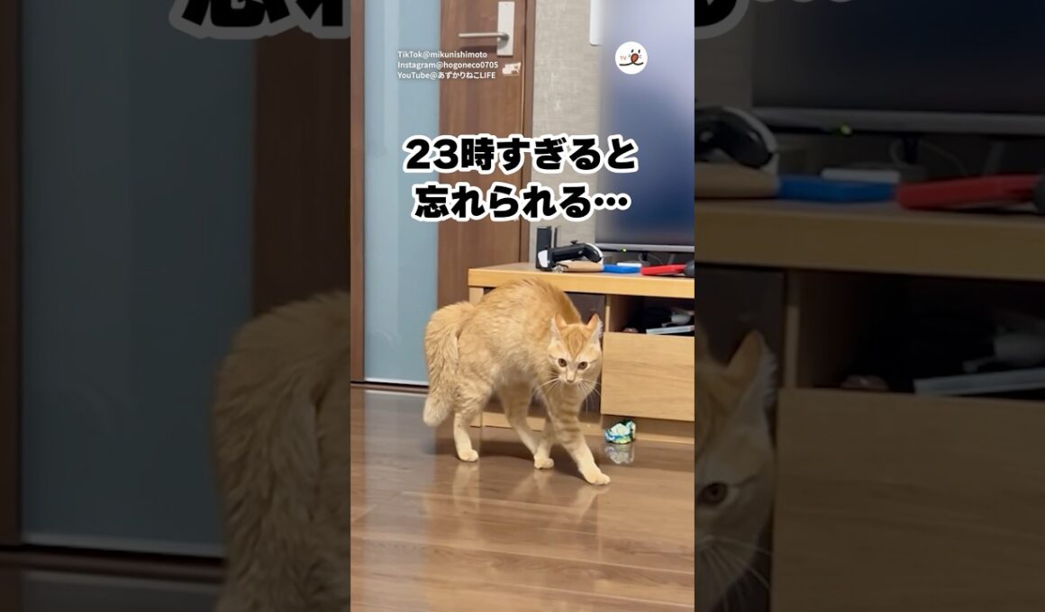 23時過ぎると毎日こうなる😇｜PECO