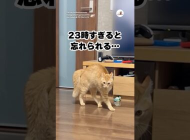 23時過ぎると毎日こうなる😇｜PECO