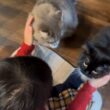 ご飯後でも付き合い良く一粒ずつ与えられるご飯も食べる猫　ラガマフィン　サイベリアンA cat being fed one grain at a time. Ragamuffin. Siberian