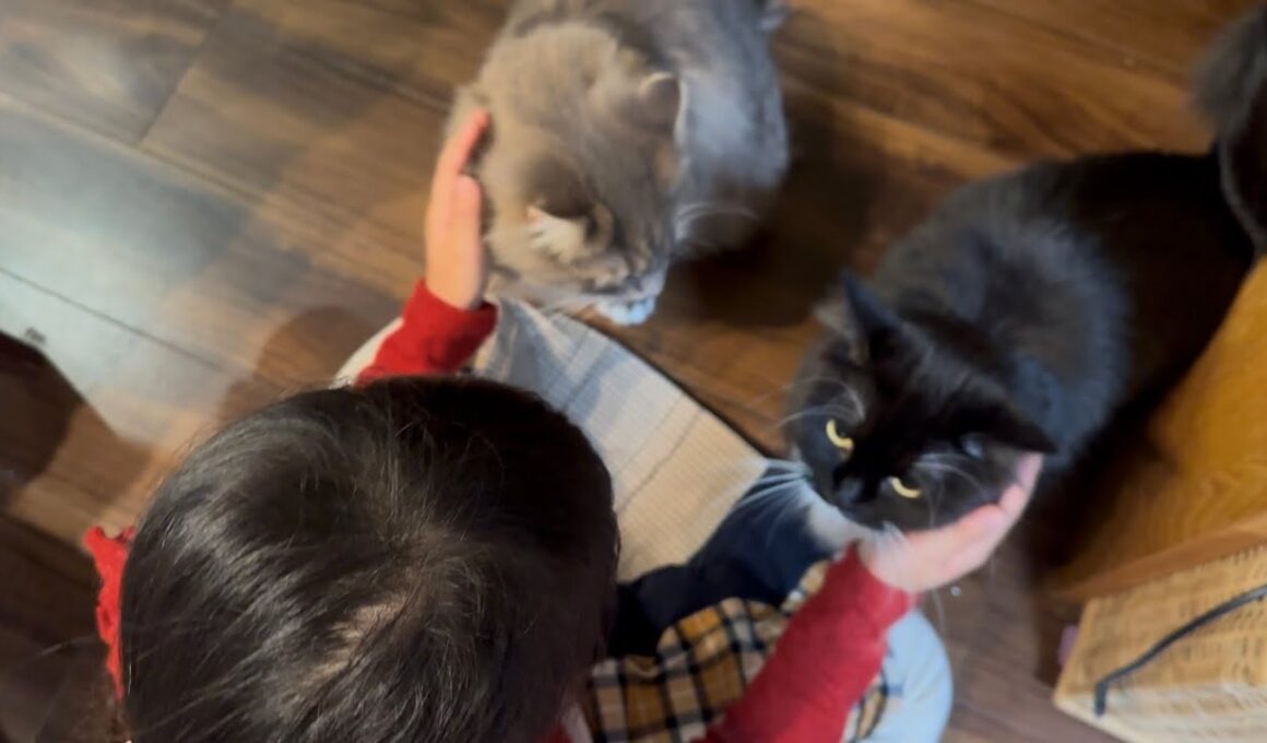 ご飯後でも付き合い良く一粒ずつ与えられるご飯も食べる猫 ラガマフィン サイベリアンA cat being fed one grain at a time. Ragamuffin. Siberian