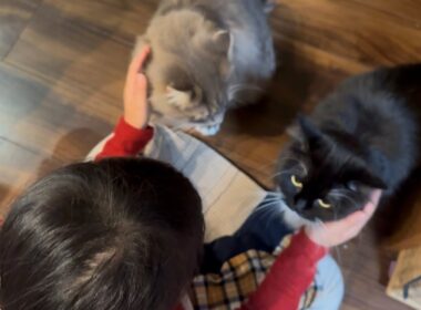 ご飯後でも付き合い良く一粒ずつ与えられるご飯も食べる猫　ラガマフィン　サイベリアンA cat being fed one grain at a time. Ragamuffin. Siberian