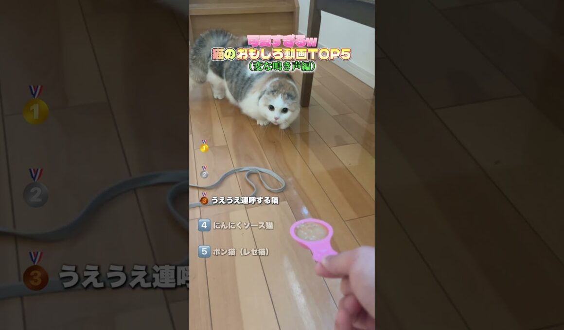 日本中でバズった変な鳴き方をする猫ちゃんたち❗️#ペット #猫 #猫のいる暮らし #ねこ #猫動画