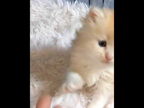 マンチカン 足長クリームタビ&ホワイト（ロング）の男の子。