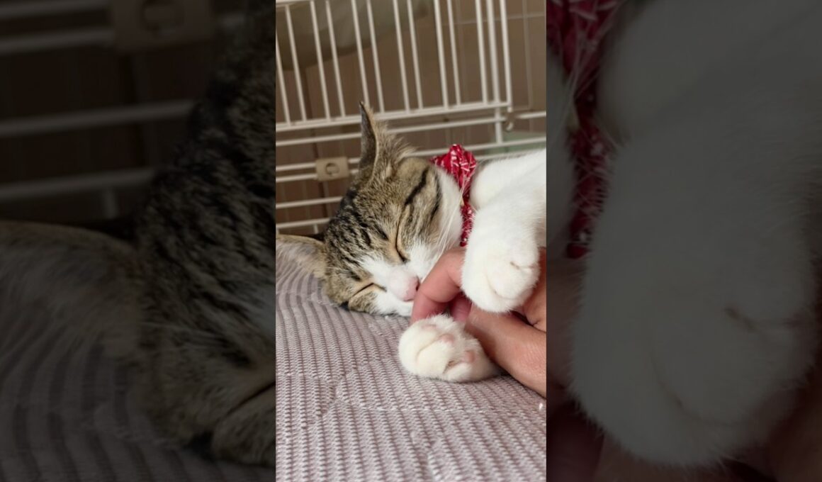 【保護猫】主の手を持ったまま寝る猫