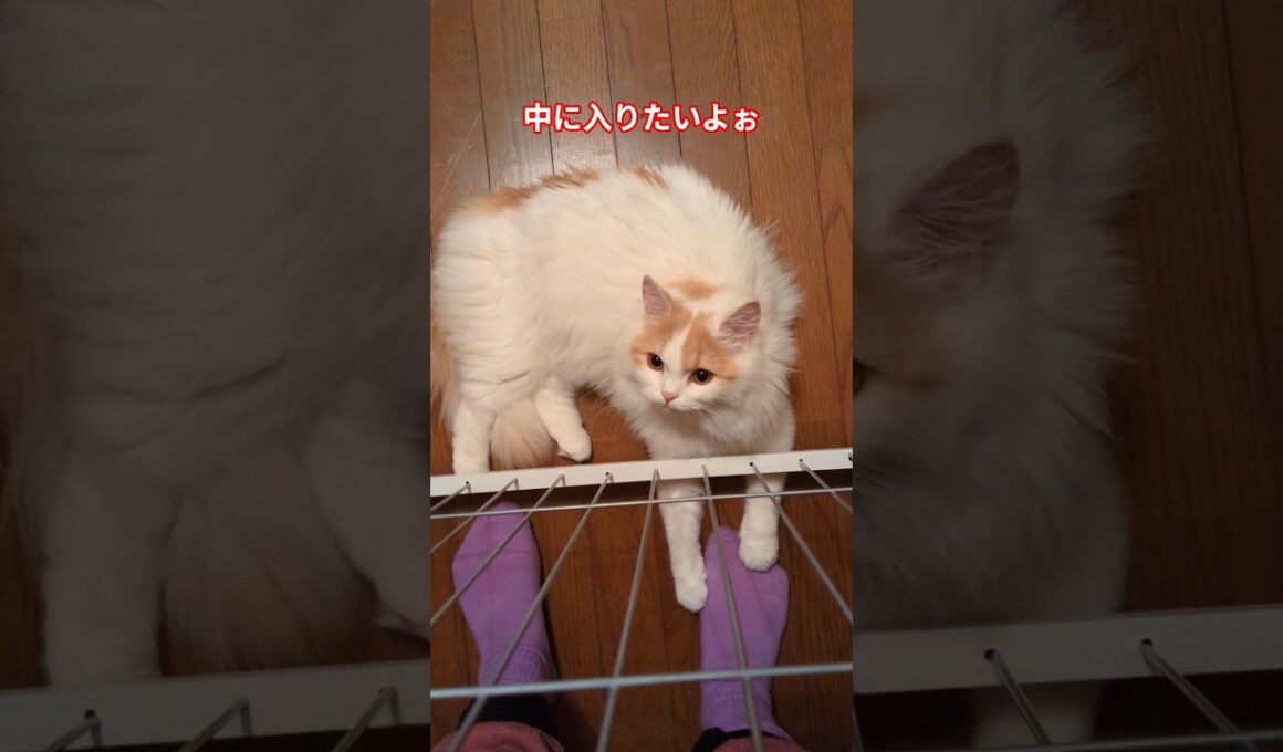靴下掴まれ。。#猫 #スコティッシュフォールド #cat #shorts
