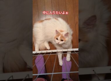 靴下掴まれ。。#猫 #スコティッシュフォールド #cat #shorts