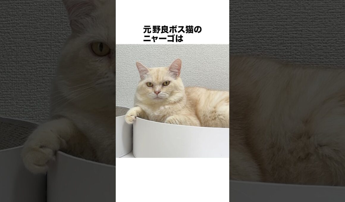 元野良ボス猫ニャーゴ伝説⑬