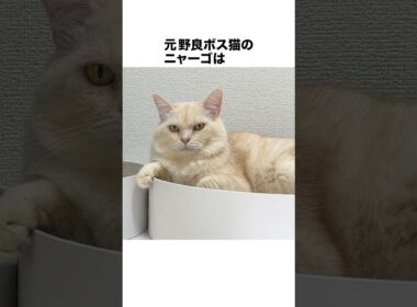 元野良ボス猫ニャーゴ伝説⑬