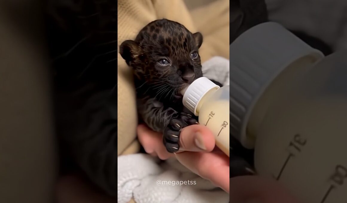 黒い子猫との出会い (I found a black kitten) #catshorts #ai猫