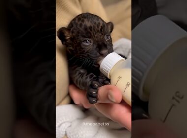 黒い子猫との出会い (I found a black kitten) #catshorts #ai猫