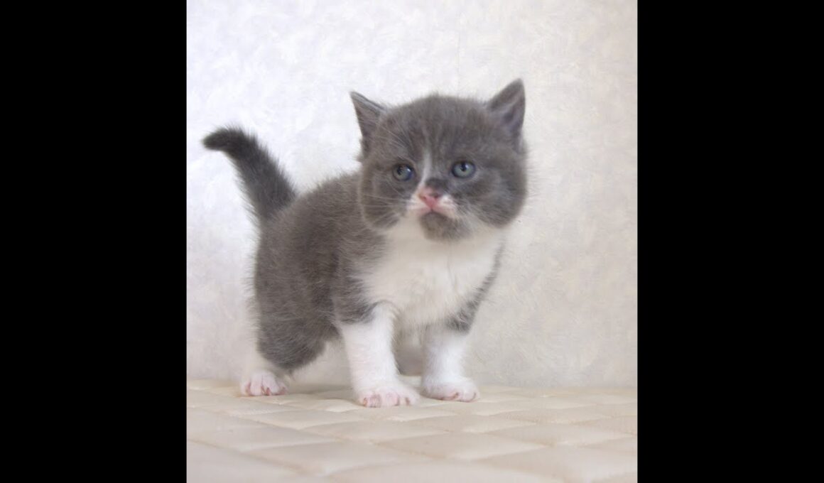 ブリティッシュショートヘアー子猫　British Shorthair　2025.9.27産まれ　　　ブルー＆ホワイト　女の子　シーダキャット猫のお店